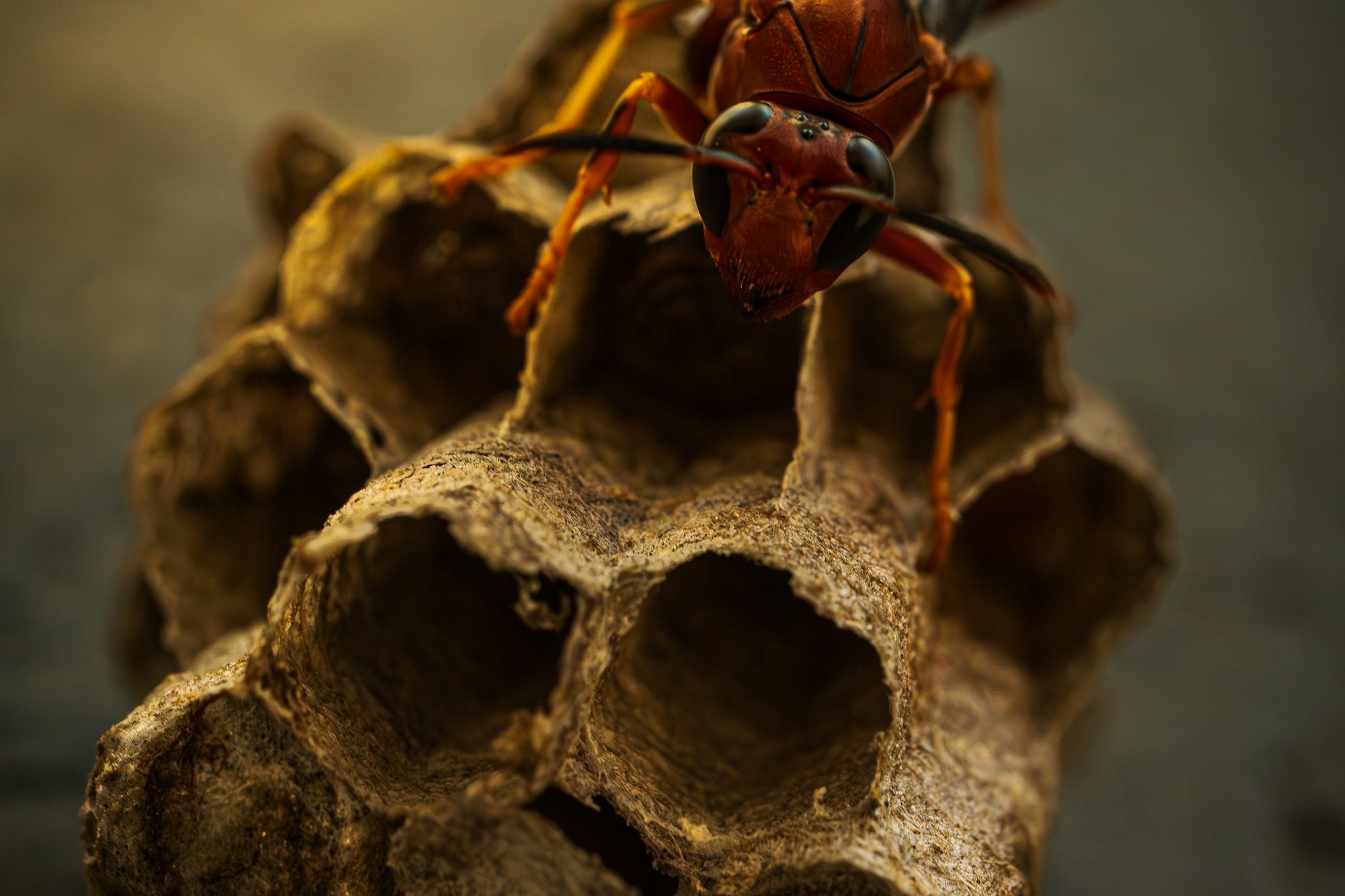 Gros plan d’un frelon posé sur son nid, vu de face