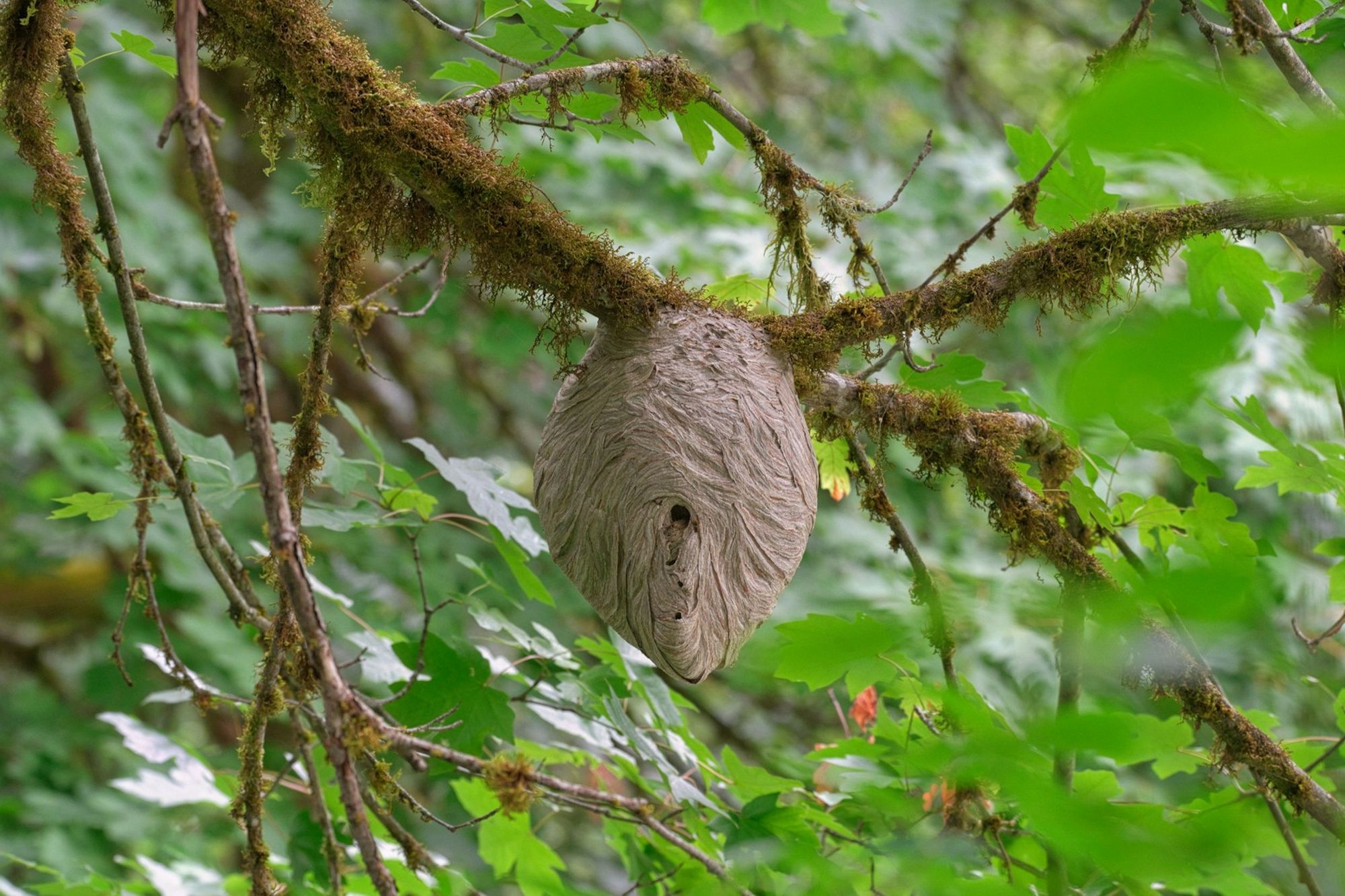 Nid de guêpes suspendu à une branche dans la verdure