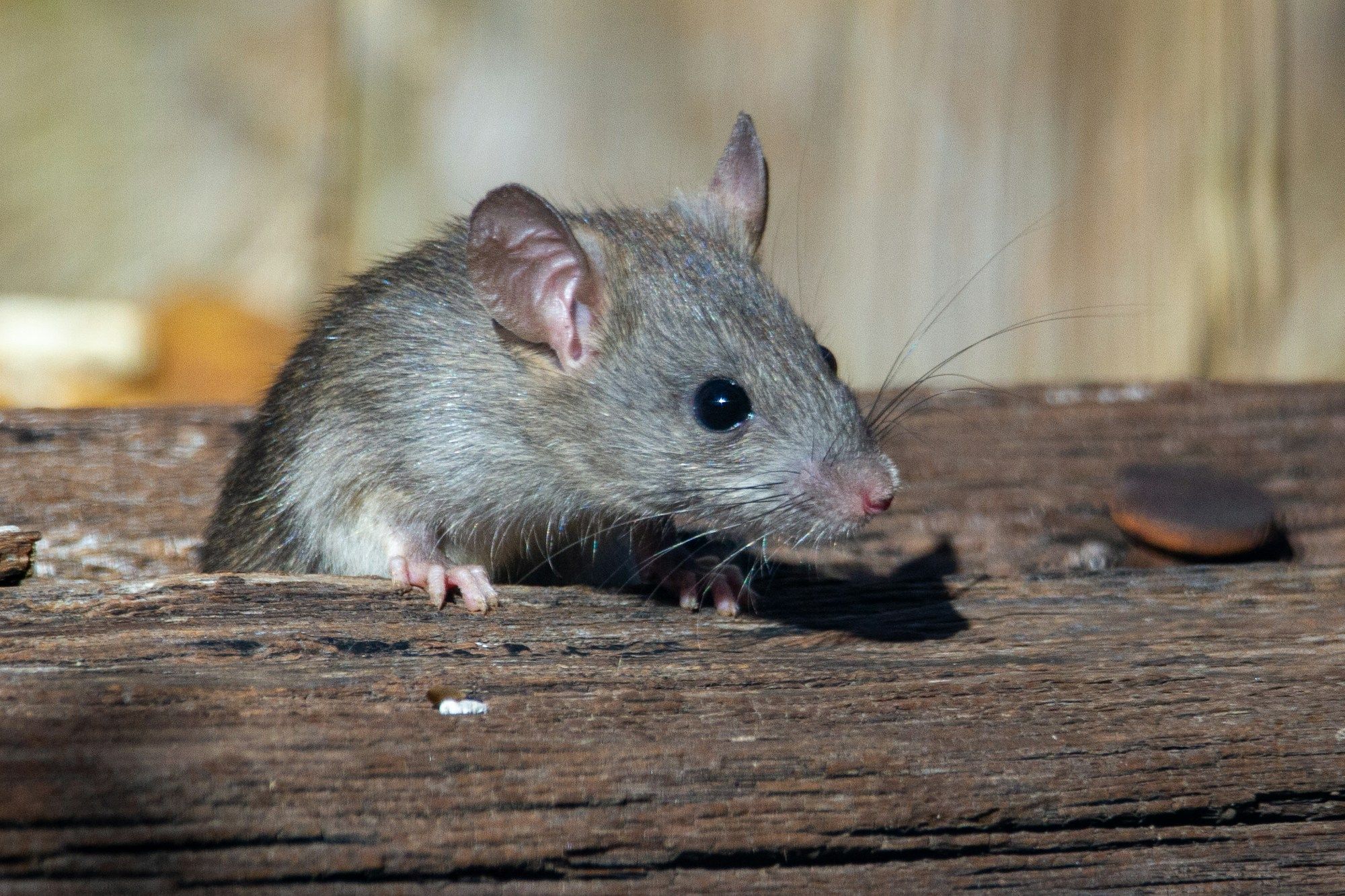 Un rat brun au museau rose posé sur du bois